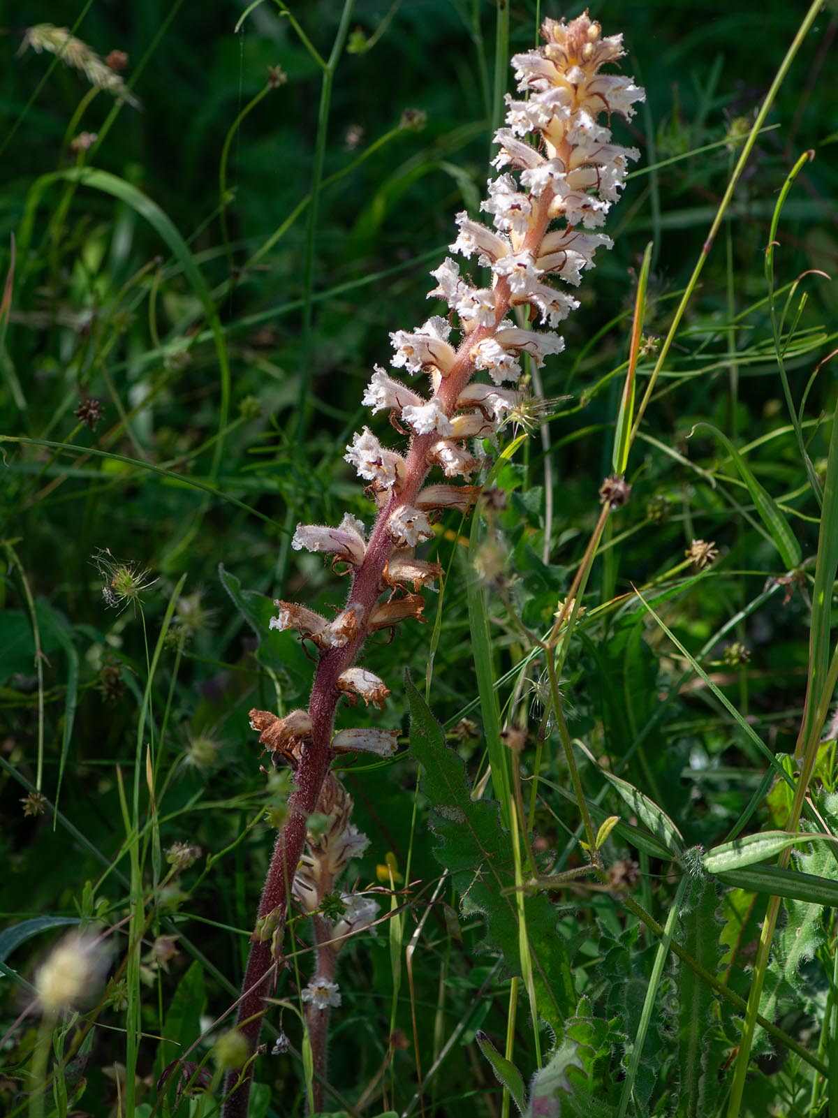 Habitus